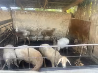 نعجة, Rhon sheep — الصورة 3
