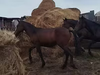 公马, Horse breed — 照片 7