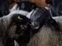 公羊, Romanov sheep — 照片 3