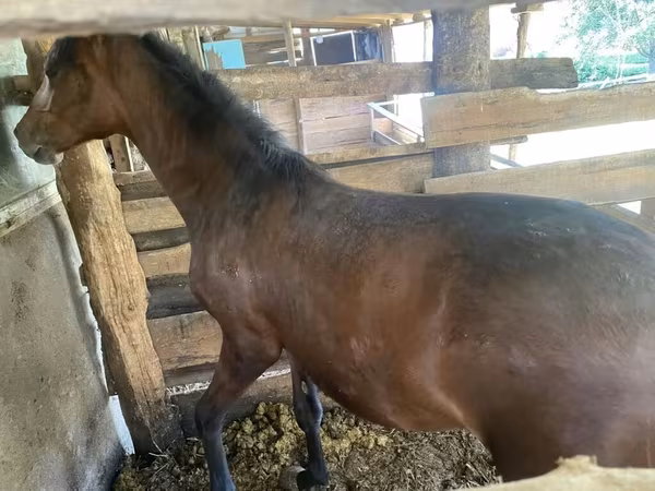Horses