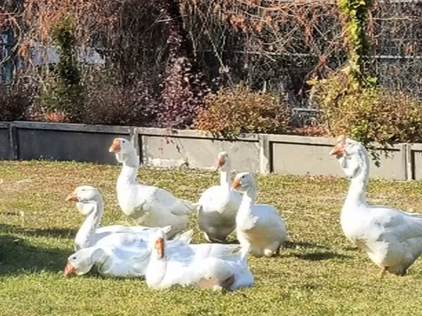 Geese — 俄罗斯