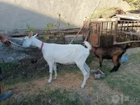 عنزة, Saanen goat — الصورة 6