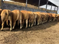 公牛, Limousin cow — 照片 1