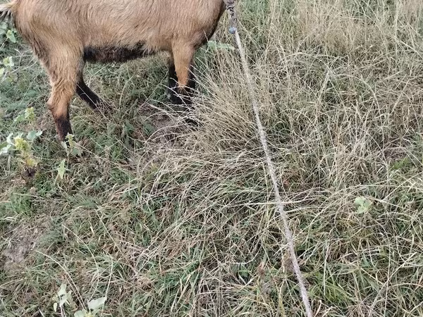 公山羊, Goats