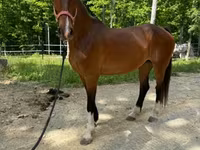 母马, Dutch warmblood horse — 照片 5