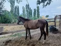 母马, French Trotter — 照片 1