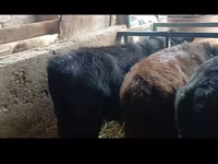 公牛, Aberdeen-Angus — 照片 8