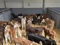 公牛, Holstein breed — 照片 2