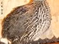 إنجليش وايت — الصورة 2