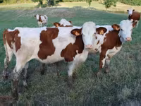 Cow, Montbéliarde — photo 6