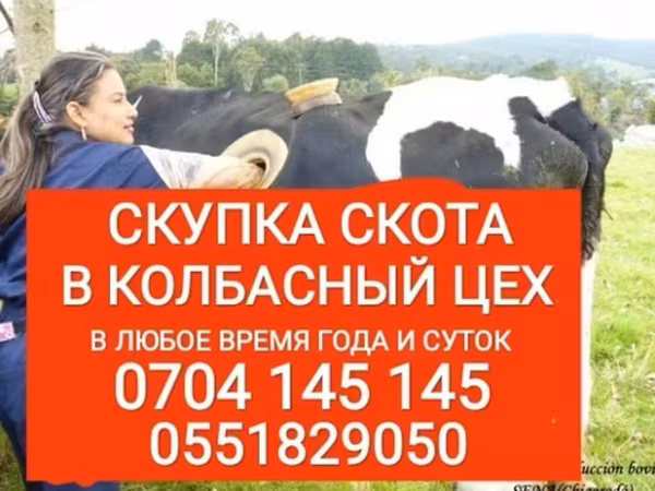 Cattle
