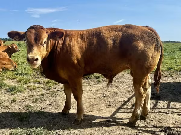 Toro, Vaca Limousin