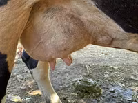 母牛, Holstein breed — 照片 7