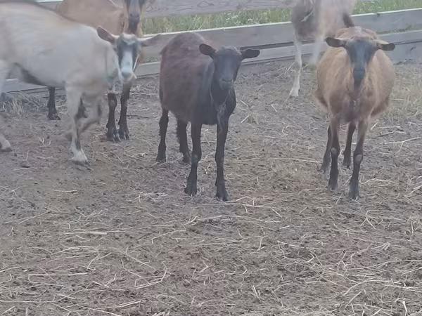 Козёл, Козлы