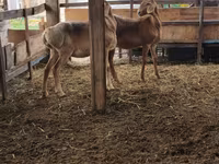 Schaf, Arashan sheep — Foto 5