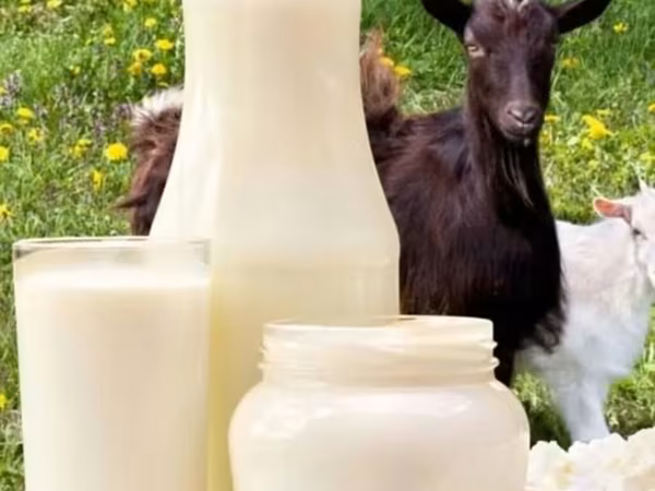 Козье молоко и молочные продукты район Кырман - Натуральное козье