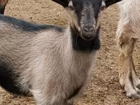 公山羊, Goats — 照片 5