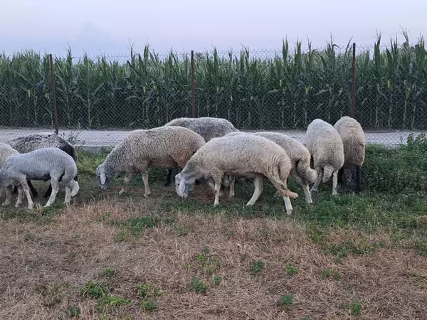 公羊, Sheep