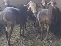 मेढ़ा, Arashan sheep — फ़ोटो 8