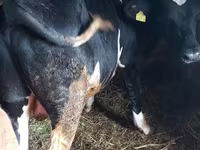 公牛, Holstein breed — 照片 2
