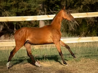 घोड़ा, Akhal-Teke — फ़ोटो 5
