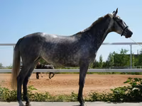 母马, Horses — 照片 2