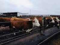 Cow, Hereford — photo 2