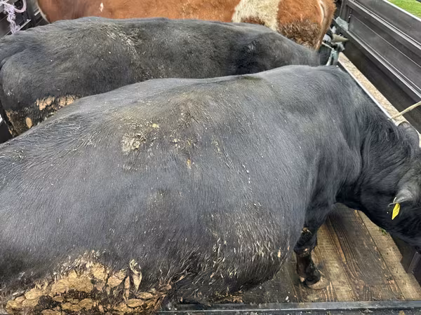 Cow, Cattle