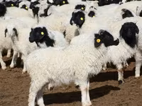 Oveja, Romanov sheep — foto 8