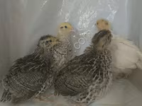 Quails — photo 1