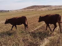 公牛, Cattle — 照片 2