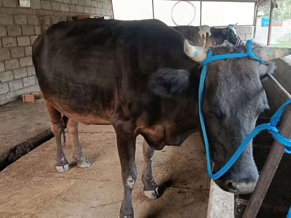 Vaca, Ganado vacuno — Kirguistán