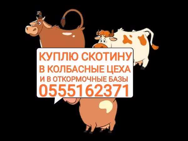 Cattle
