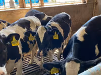 Cow, Holstein breed — photo 5