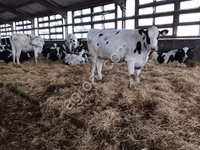 母牛, Holstein breed — 照片 2