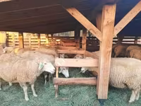 كبش, الأغنام — الصورة 1