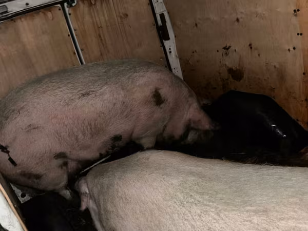 Sow, Pigs