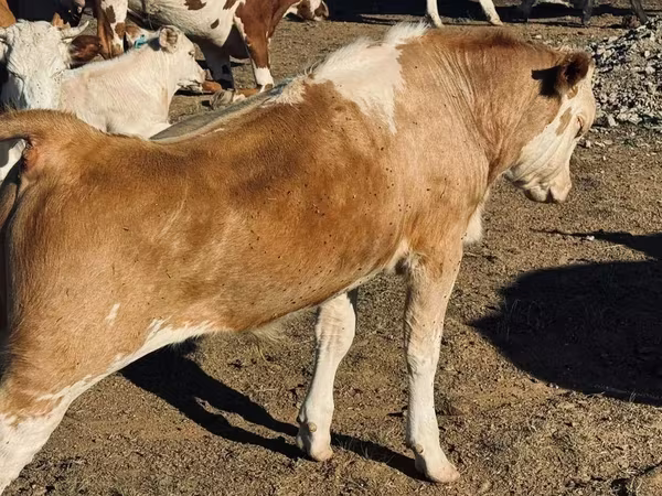 公牛, Cattle