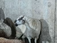 母羊, Sheep — 照片 2