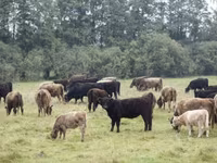 Bull, Galloway cow — photo 1