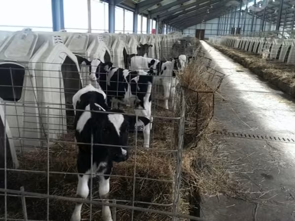 公牛, Holstein breed