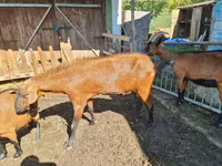 公山羊, Goats — 照片 3