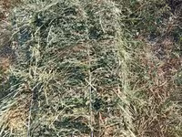Срочно продаю чистые тюки люцерна по 270 с поля — Foto 2