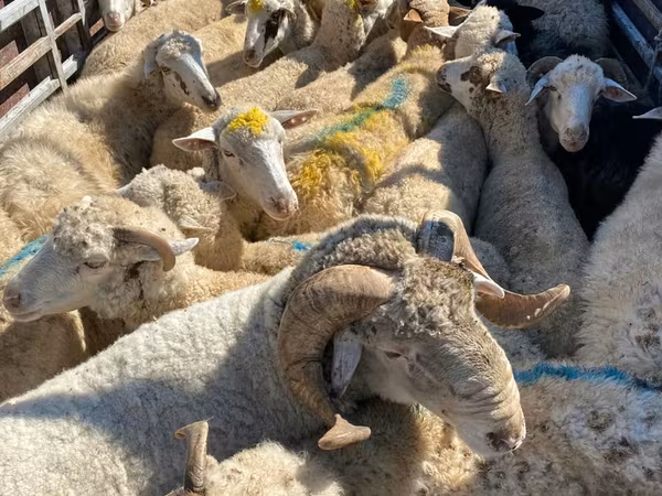 母羊, Sheep