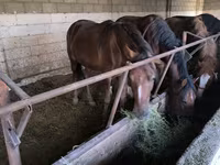 Caballo, Caballos — foto 3