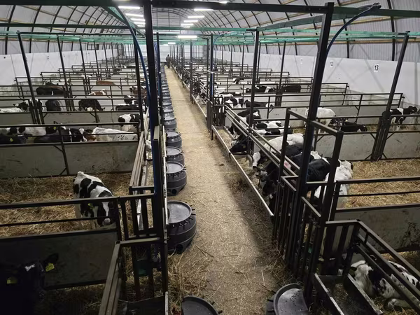 公牛, Cattle