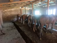 Caballo, Caballos — foto 2