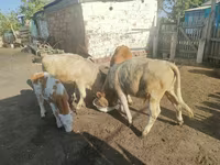 Vaca, Ganado vacuno — foto 4