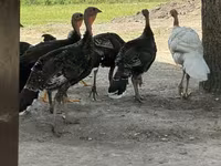 Turkeys — photo 2