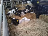公牛, Holstein breed — 照片 6